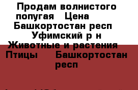 Продам волнистого попугая › Цена ­ 750 - Башкортостан респ., Уфимский р-н Животные и растения » Птицы   . Башкортостан респ.